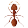 ant 01