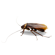 cockroach 01