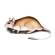 rat