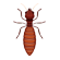 termite 01