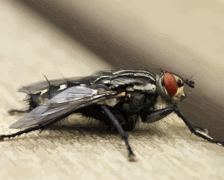 housefly bg